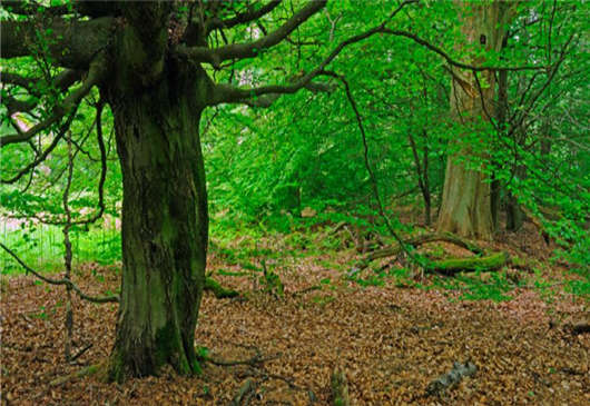 年輕的德國歷史介紹