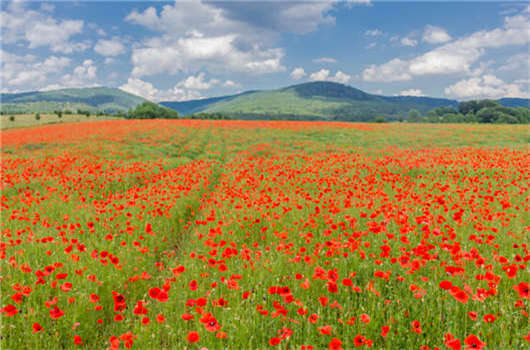 移民，子女教育問題安排