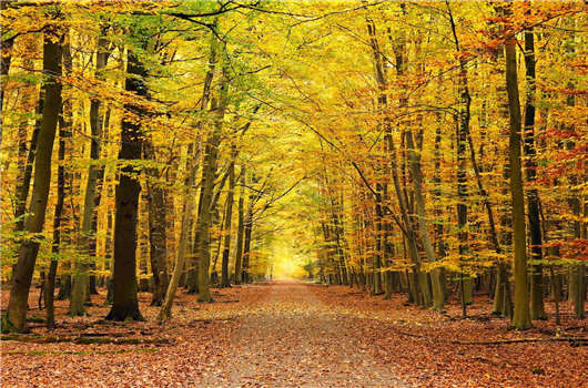 申請(qǐng)移民德國(guó)，德國(guó)移民有什么好處？